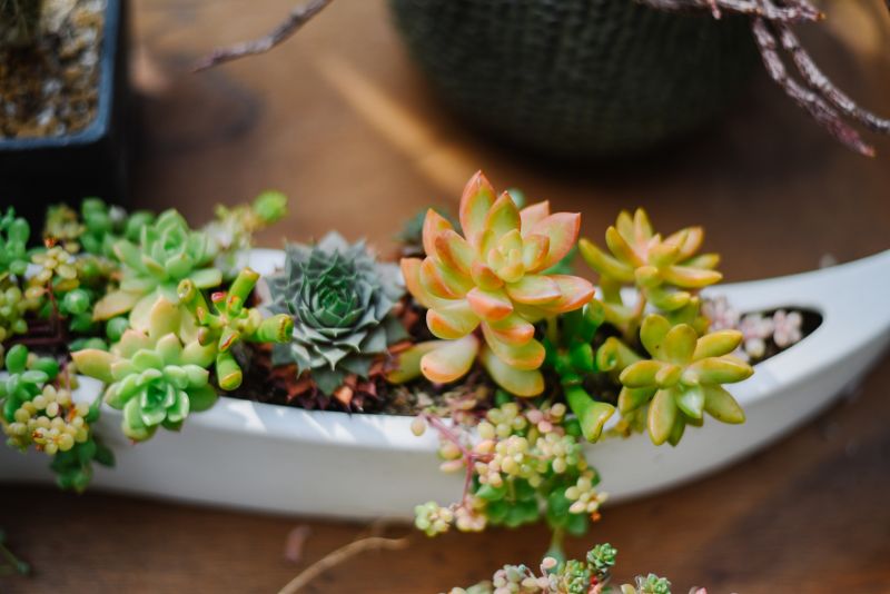 春はすぐそこ!春の多肉寄せ植えLesson